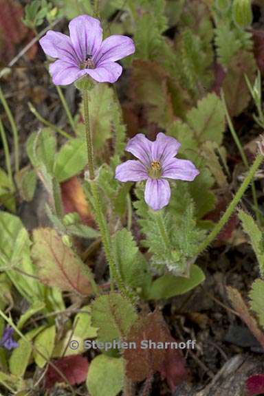 erodium botrys 5 graphic